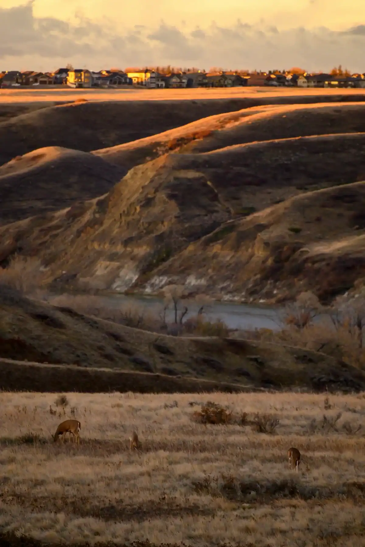 A golden sunrise lights rolling hills with a river below; deer graze in the foreground while houses—perhaps envisioned by a leading Lethbridge web design company—are visible on the ridge in the distance. - Clio Websites | Top Canadian Web Design Company